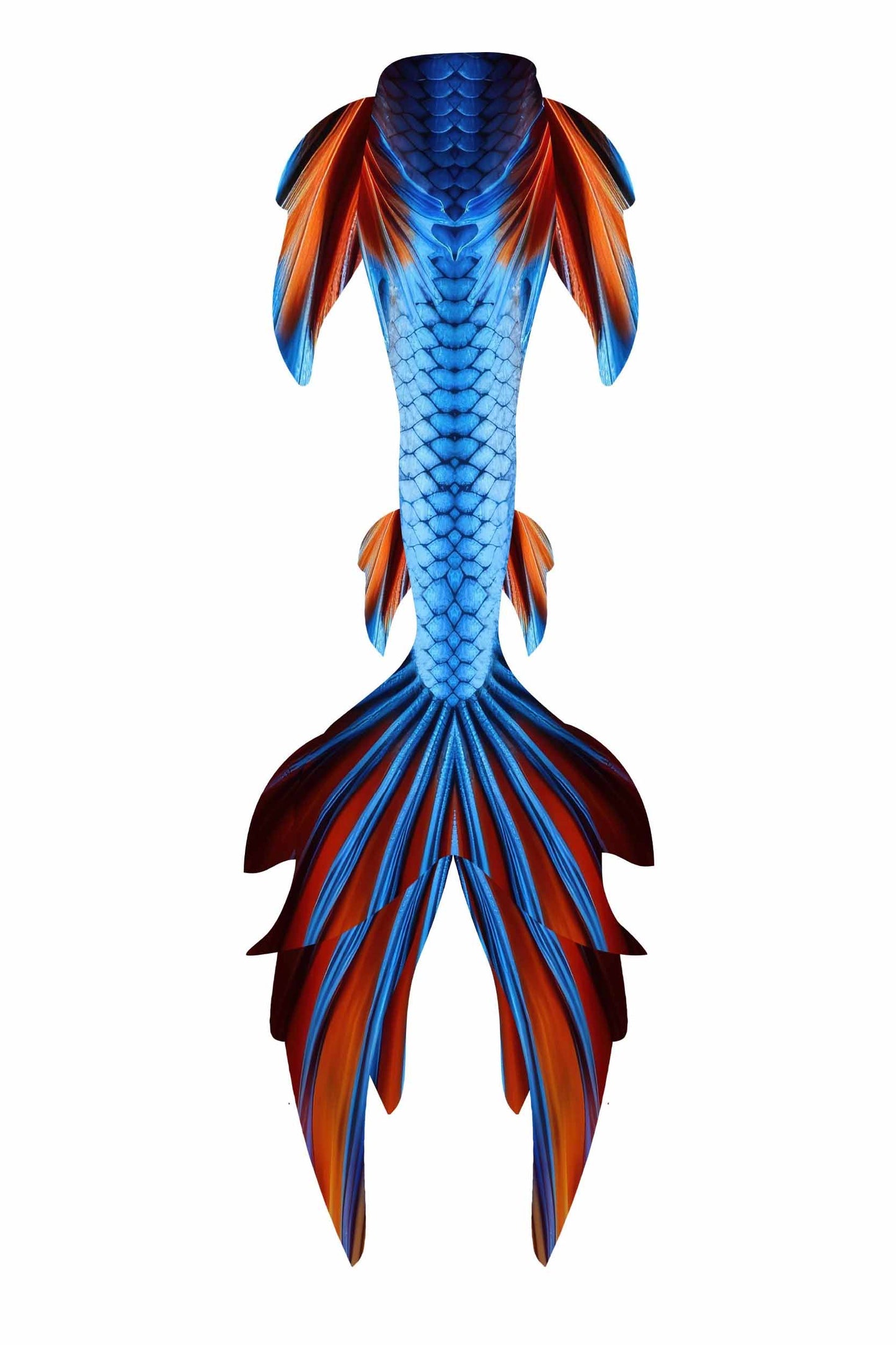 Dragon GalleryTail