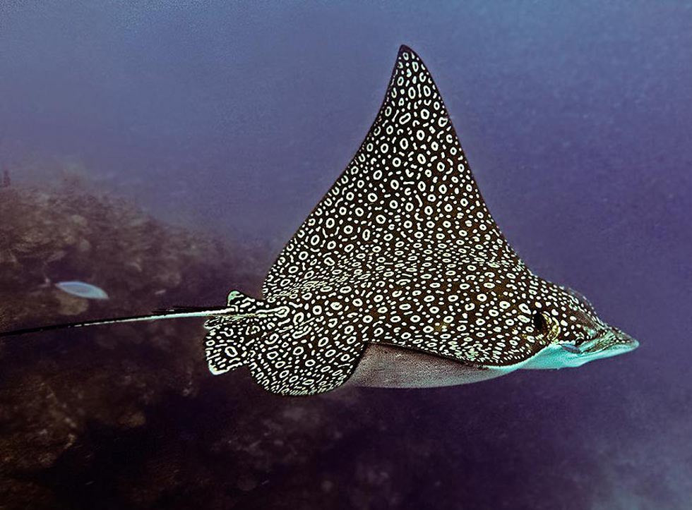 Eagle Ray GalleryTail