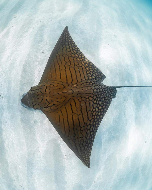Ornate Eagle Ray - Full-Body Dive Skin