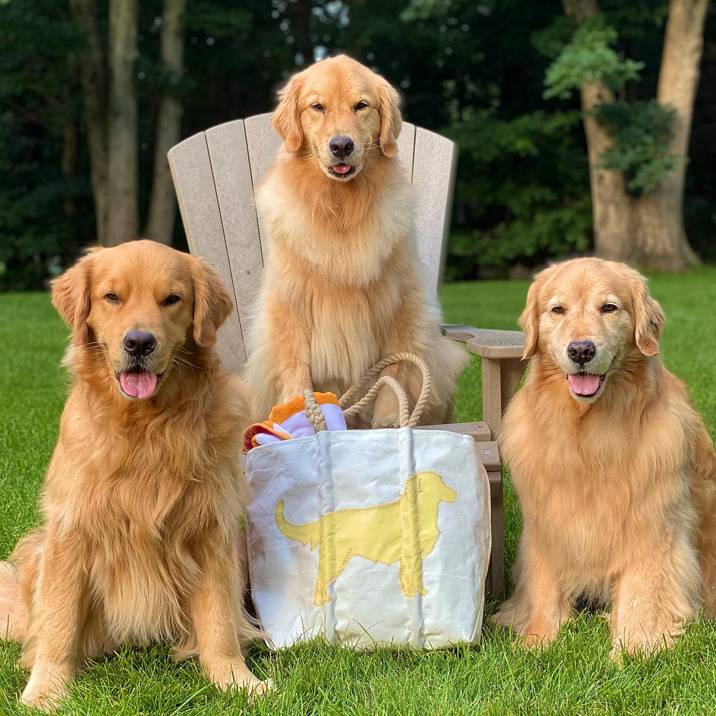 Golden Retriever Medium Tote