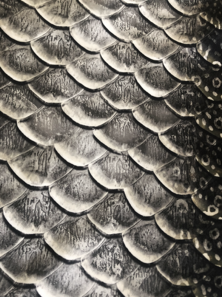 Eagle Ray GalleryTail