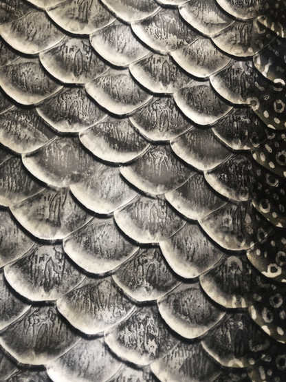 Eagle Ray GalleryTail