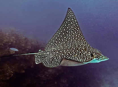 Eagle Ray GalleryTail
