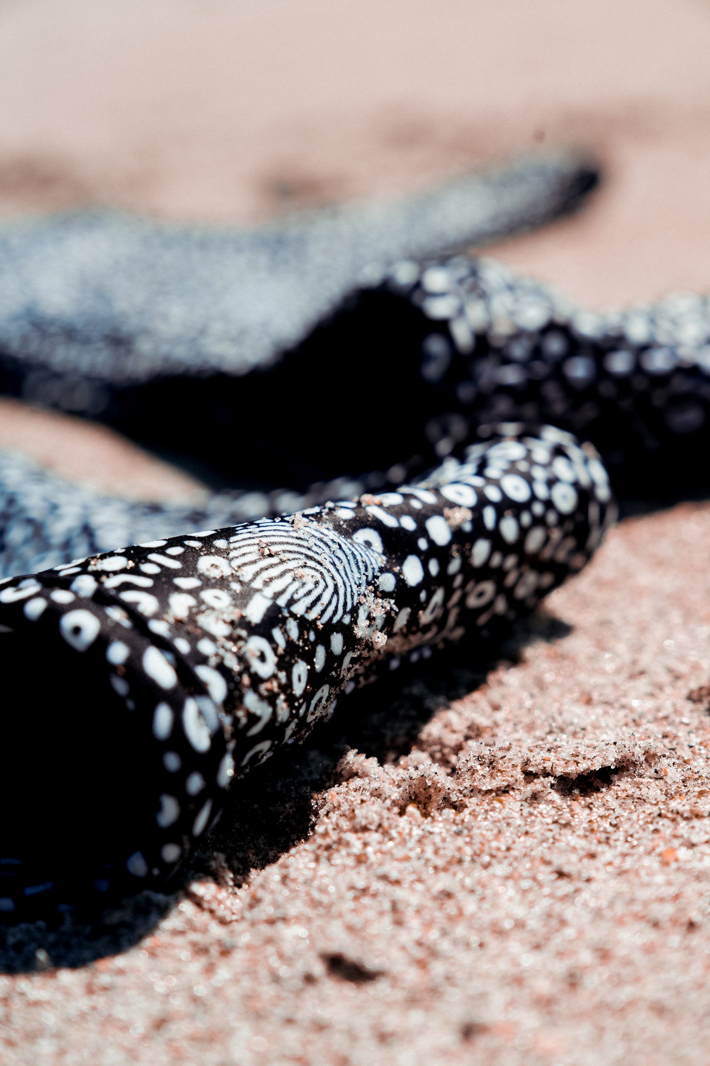 Spotted Eagle Ray Reversible Classic Bikini Bottom