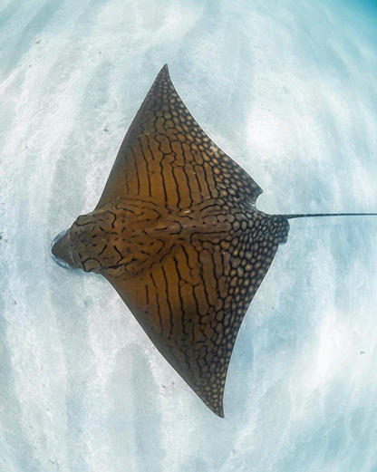 Ornate Eagle Ray - Full-Body Dive Skin