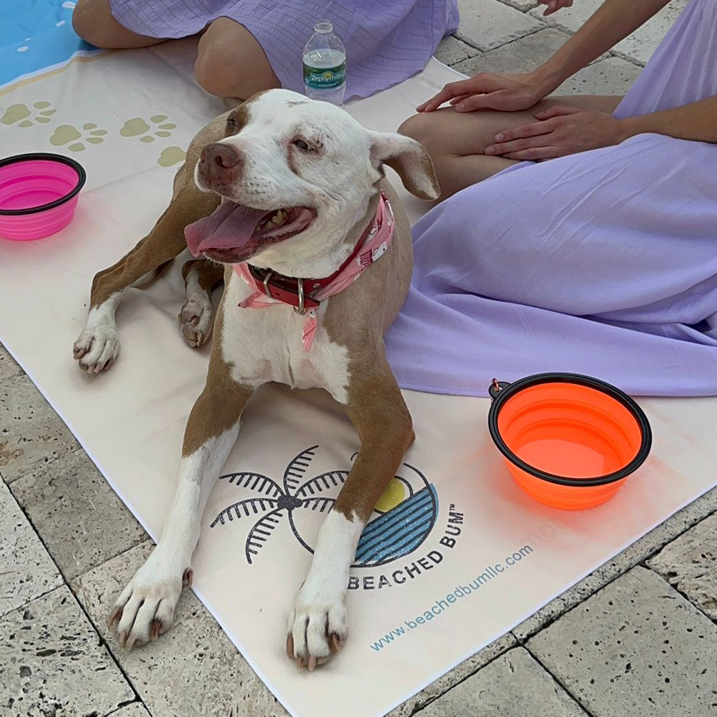 Pink Collapsible Pet Bowl