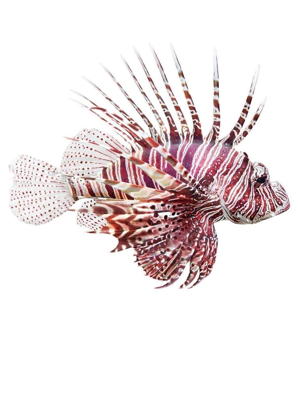 Invasive Lionfish Boardshorts